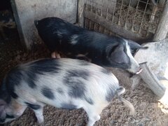 Vand porci de craciun greutate intre 80 250 kg