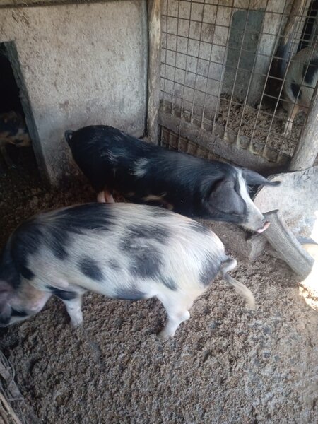 Vand porci de craciun greutate intre 80 250 kg