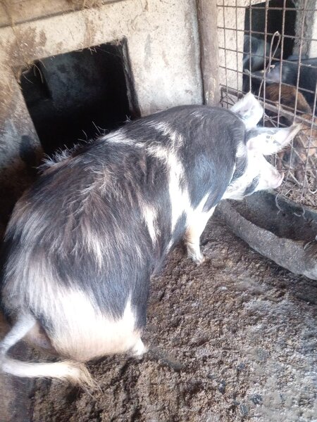 Vand porci de craciun greutate intre 80 250 kg