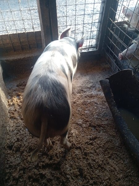 Vand porci de craciun greutate intre 80 250 kg