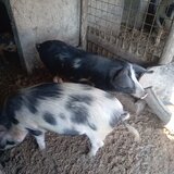 Vand porci de craciun greutate intre 80 250 kg